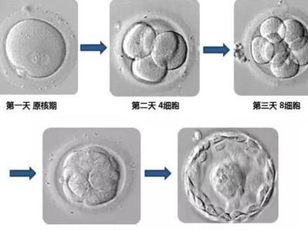 不造泉州市妇幼试管价格进来瞧？附项目收费标准介绍